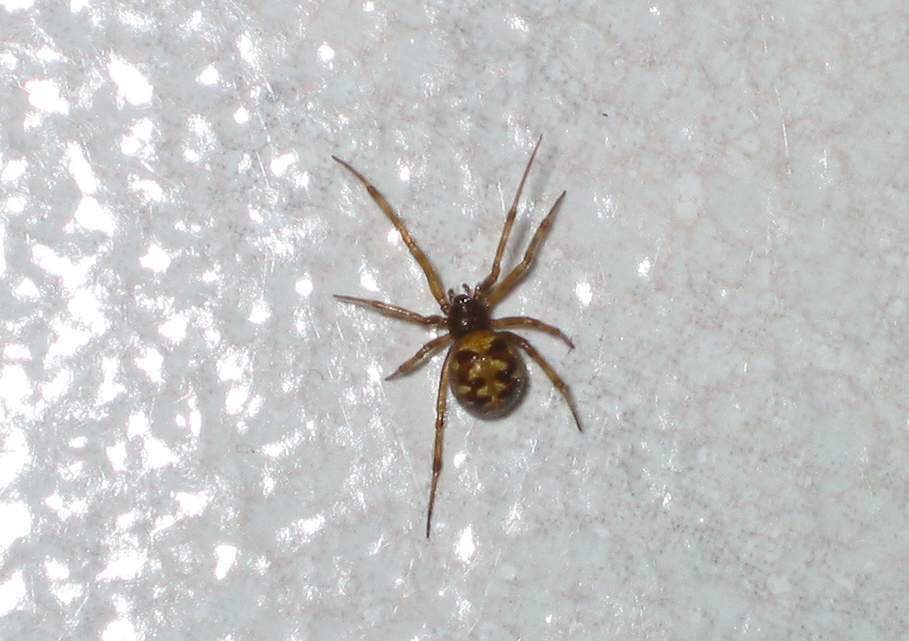 Ragno casalingo - Steatoda triangulosa